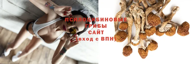 Галлюциногенные грибы Cubensis  где купить наркоту  Короча 